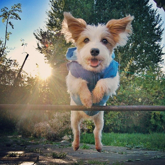 猫狗競賽-誰快 ?  Pets 寵物護理 +紀念堂