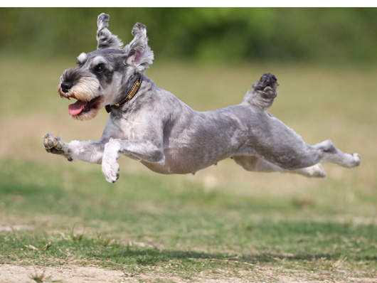 猫狗競賽-誰快 ?  Pets 寵物護理 +紀念堂