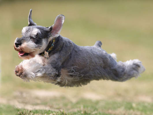 猫狗競賽-誰快 ?  Pets 寵物護理 +紀念堂