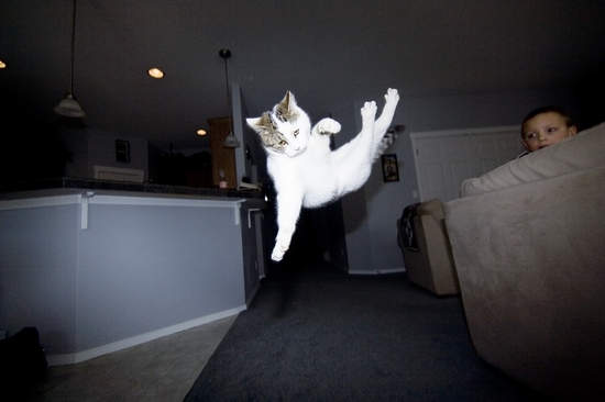 猫猫凌空360度轉體  Pets 寵物護理 +紀念堂