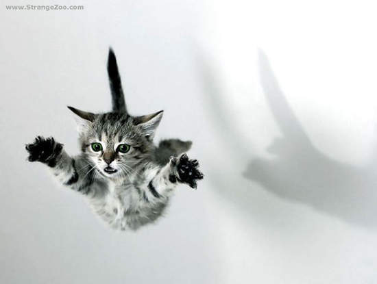 猫猫凌空360度轉體  Pets 寵物護理 +紀念堂