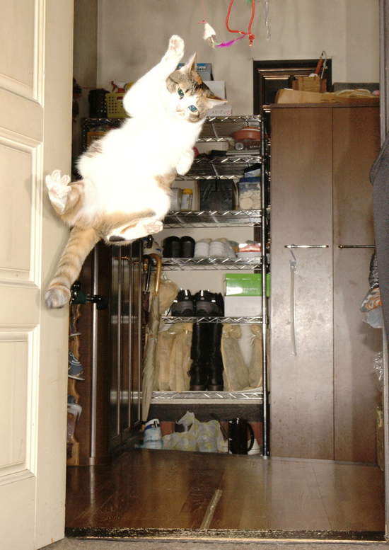 猫猫凌空360度轉體  Pets 寵物護理 +紀念堂