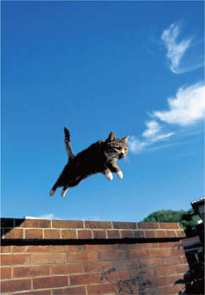 猫猫凌空360度轉體  Pets 寵物護理 +紀念堂