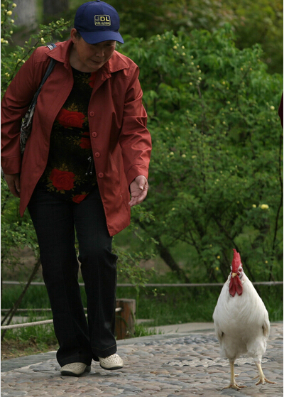 野生動物是可愛宠物  Wild animal 野生動物