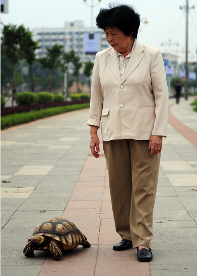 野生動物是可愛宠物  Wild animal 野生動物