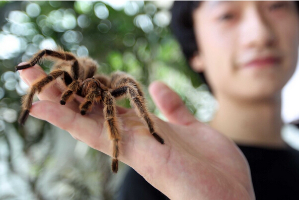 野生動物是可愛宠物  Wild animal 野生動物
