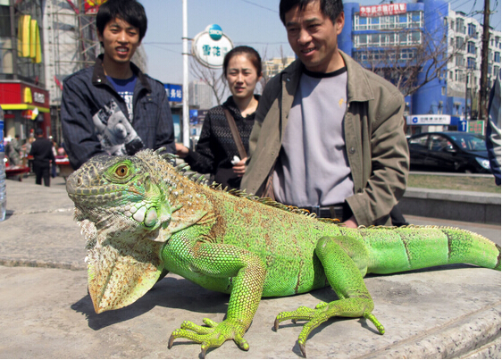   Wild animal 野生動物