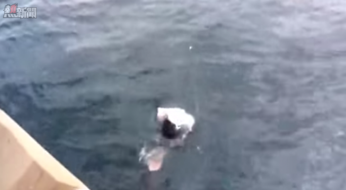 【嚇到賴尿】釣魚釣出禍 險死  教你釣魚/釣蟹法