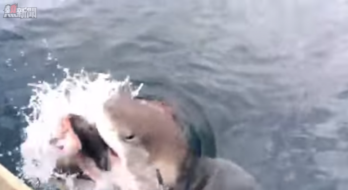 【嚇到賴尿】釣魚釣出禍 險死  教你釣魚/釣蟹法