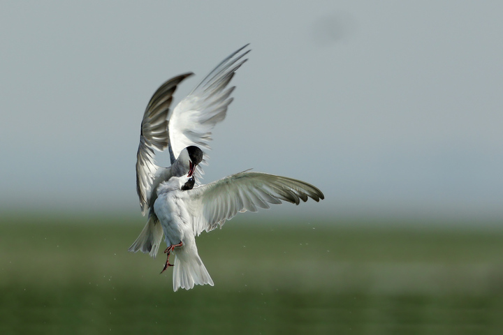 Bird can sing your song  Birds 飛烏