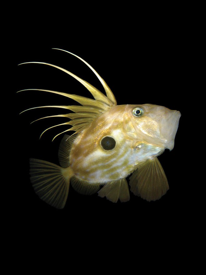   海洋生態