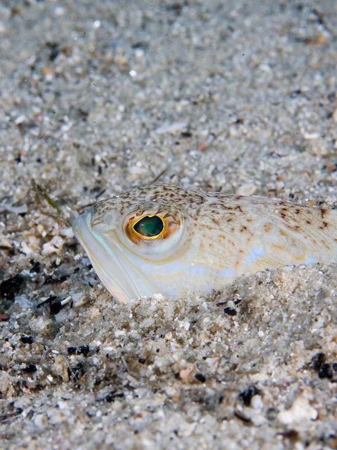   海洋生態