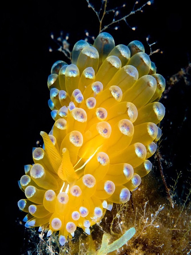 蓝色海底世界  海洋生態