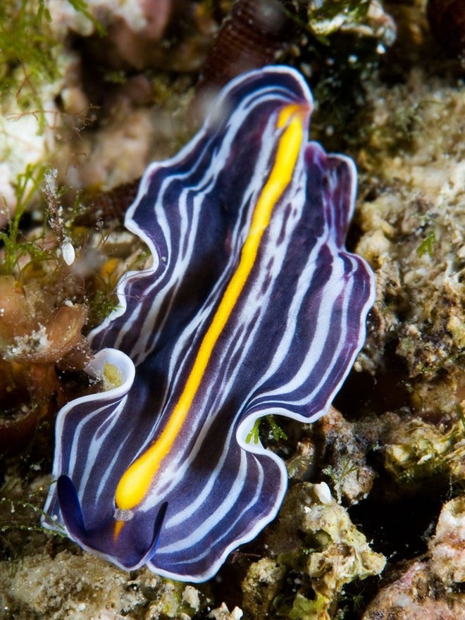   海洋生態