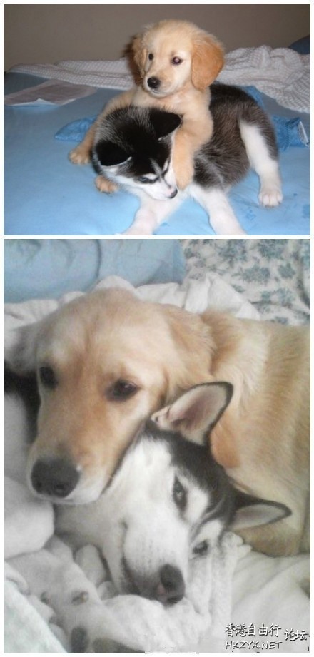 何謂猫樣 ?  Puppies- cats小狗與猫