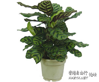 室風水小植物有大學問  家居 + 商業風水