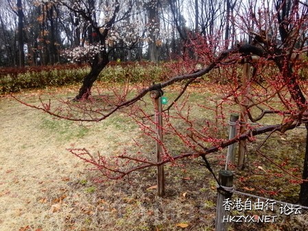 臥龍梅 梅花祭畫龍點睛  世界奇闻