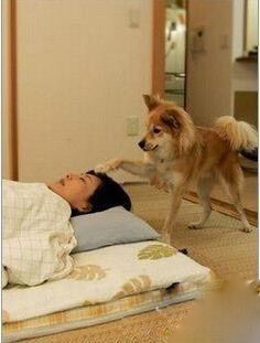 Dog : 過時上班啦 !  Puppies- cats小狗與猫