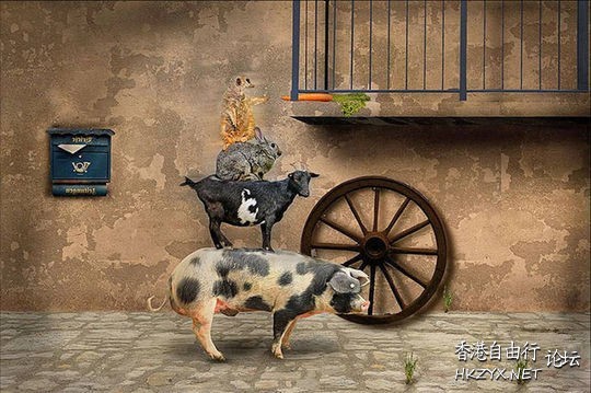 猫猫凌空360度轉體  Pets 寵物護理 +紀念堂