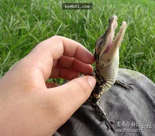 可愛的寶寶  Pets 寵物護理 +紀念堂