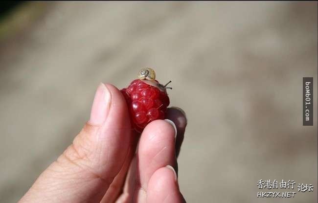 可愛的寶寶  Pets 寵物護理 +紀念堂