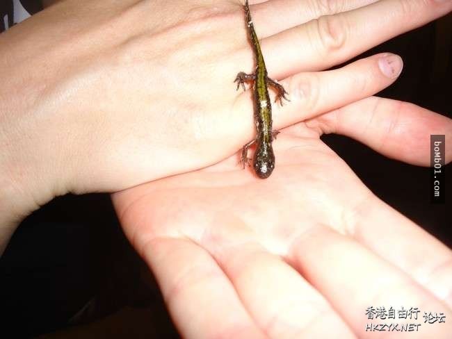   Pets 寵物護理 +紀念堂