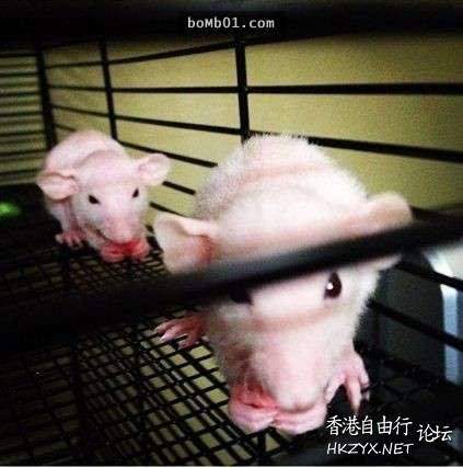   Pets 寵物護理 +紀念堂
