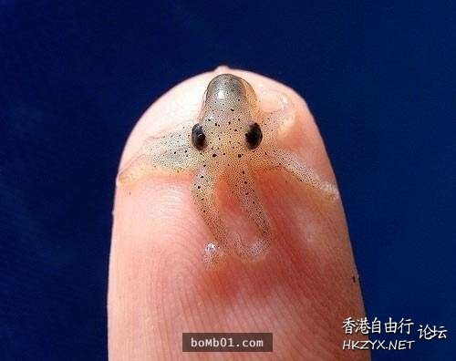   Pets 寵物護理 +紀念堂