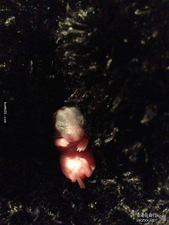   Pets 寵物護理 +紀念堂