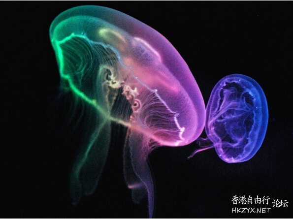 地球上最长寿的十大动物  世界奇闻