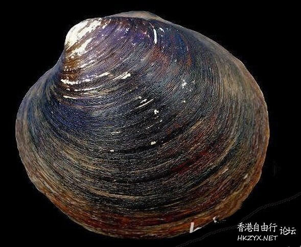 地球上最长寿的十大动物  世界奇闻