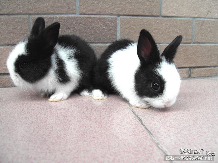 荷蘭侏儒兔  Pets 寵物護理 +紀念堂