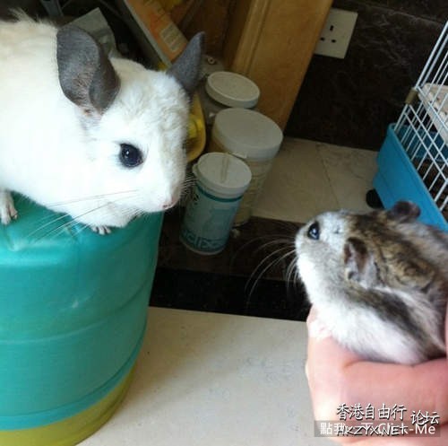 現實中的龍貓！  Pets 寵物護理 +紀念堂