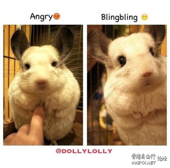 現實中的龍貓！  Pets 寵物護理 +紀念堂