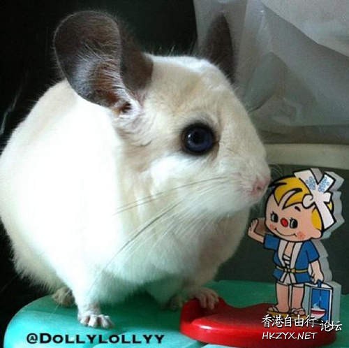 現實中的龍貓！  Pets 寵物護理 +紀念堂