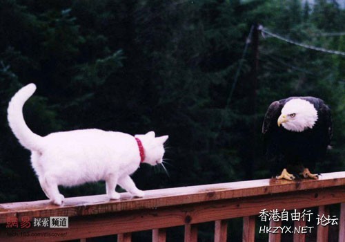   Pets 寵物護理 +紀念堂