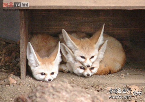 孤独的小狐狸  Ecology 生態留影