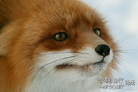 孤独的小狐狸  Ecology 生態留影