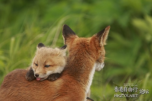   Ecology 生態留影