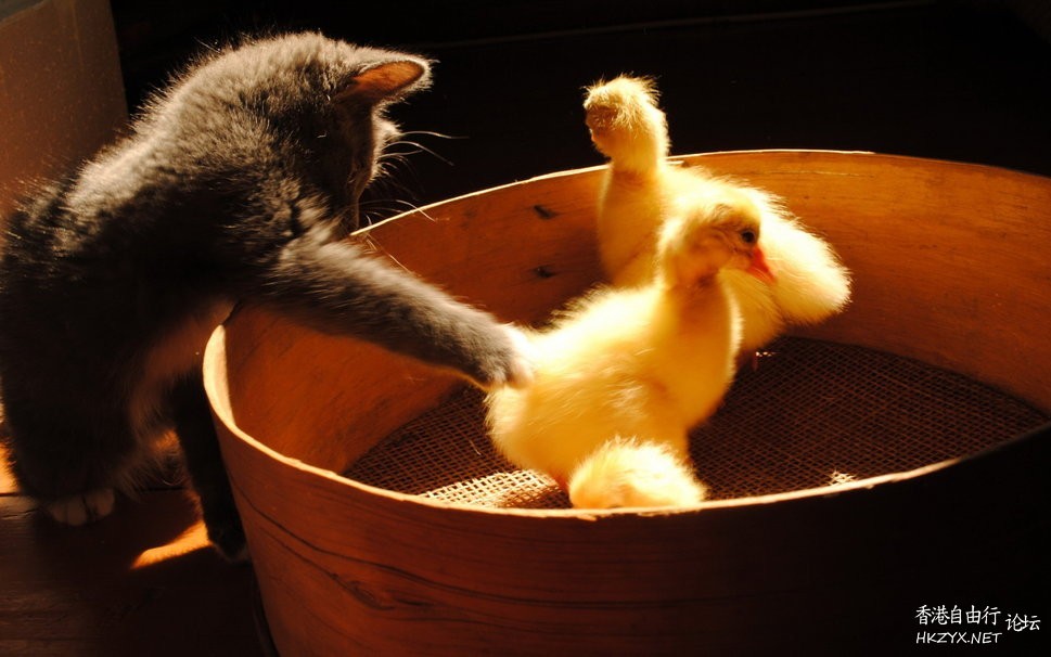 Duck 同 Cat 講野  Pets 寵物護理 +紀念堂