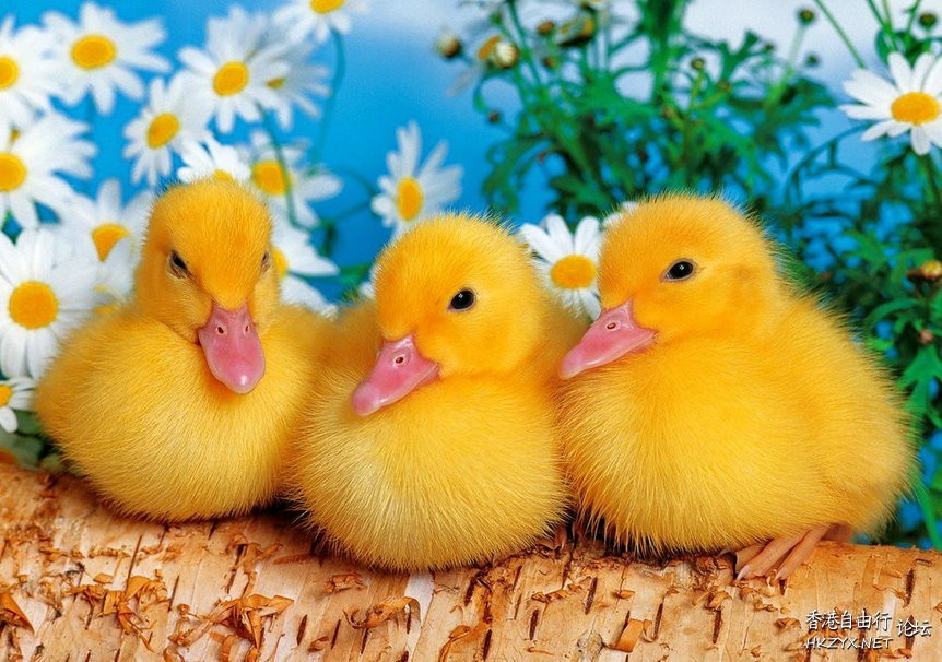 Duck 同 Cat 講野  Pets 寵物護理 +紀念堂