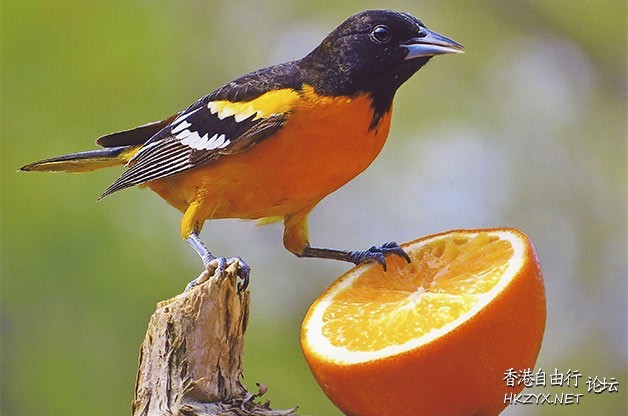 Attracting Birds  Birds 飛烏