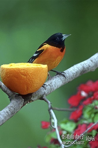 Attracting Birds  Birds 飛烏