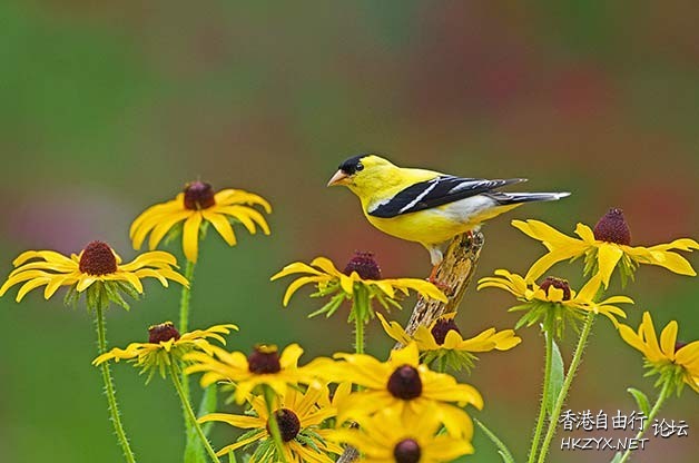 Attracting Birds  Birds 飛烏