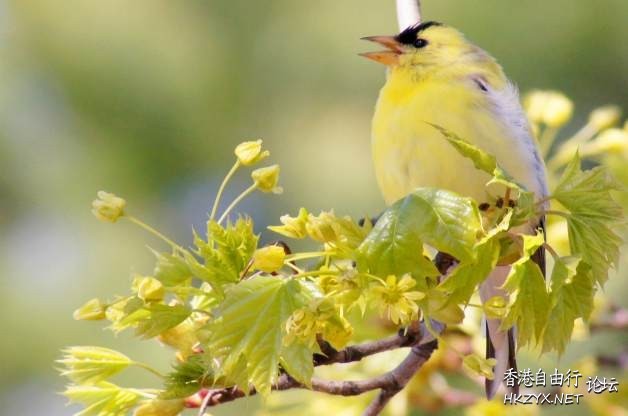 Attracting Birds  Birds 飛烏