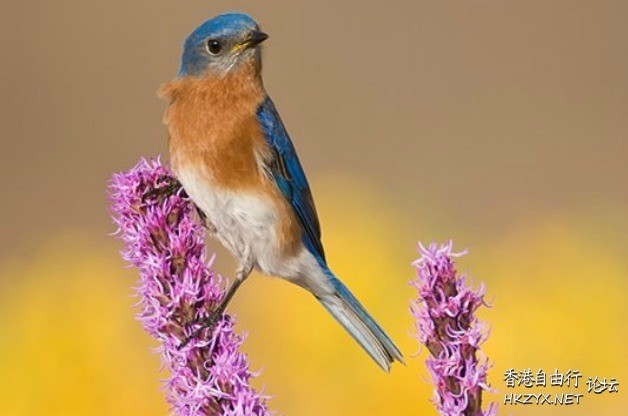 Attracting Birds  Birds 飛烏