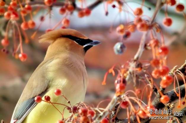 Attracting Birds  Birds 飛烏