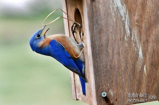 Attracting Birds  Birds 飛烏