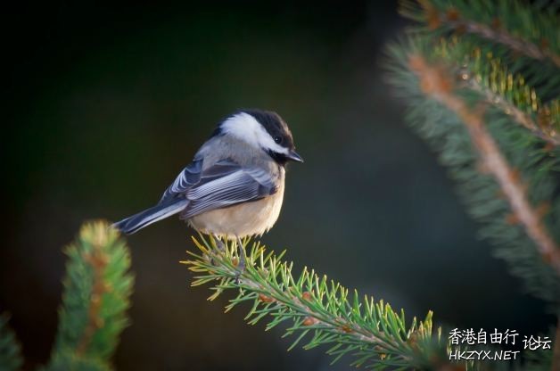 Attracting Birds  Birds 飛烏