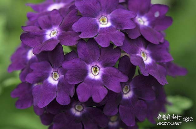 FLOWERS AND PLANTS  Flowers花卉